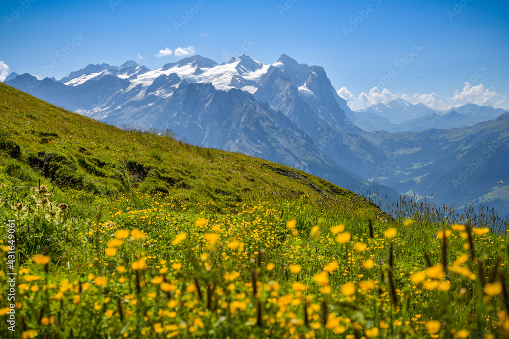 Beautiful yellow flowers on alpine meadow in Swiss Alps