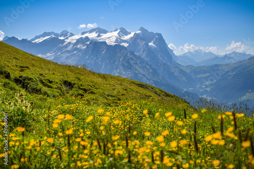 Beautiful yellow flowers on alpine meadow in Swiss Alps