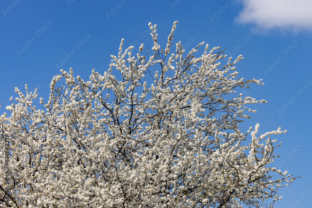 Beautifully flowering plum trees in the orchard Beautifully flowering plum trees in the orchard