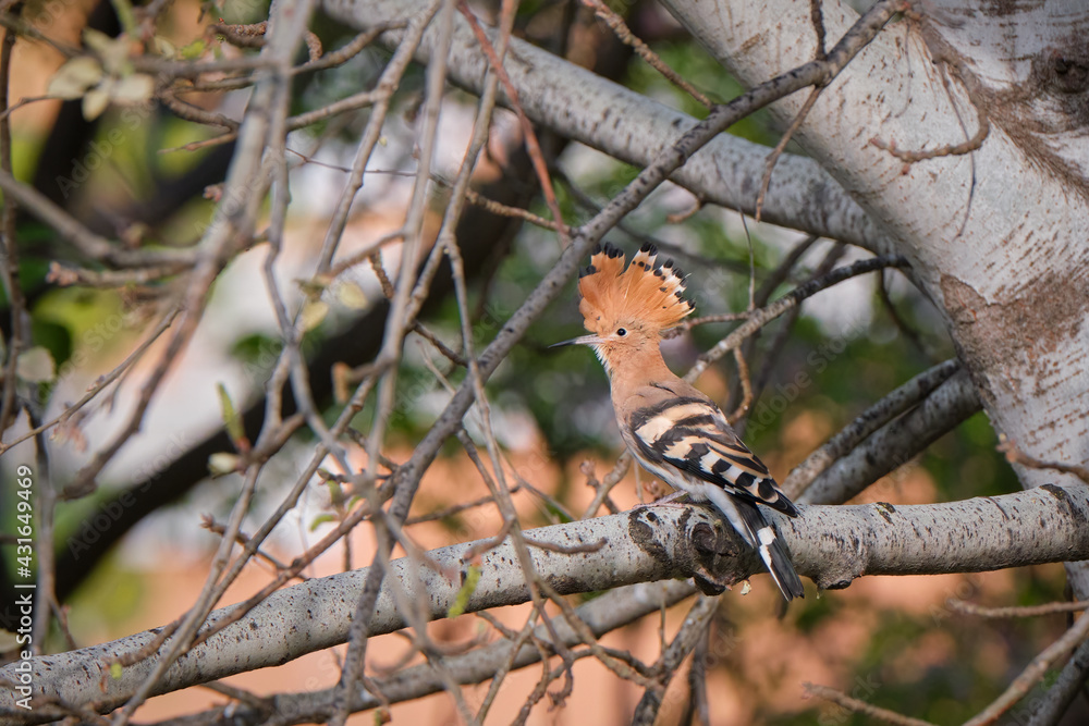 Hoopoe on a tree branch with an unfolded crest Hoopoe on a tree branch with an unfolded crest