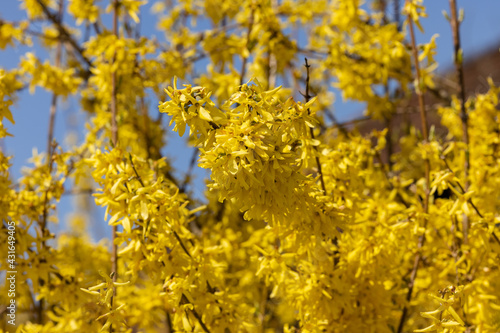Forsythia europaea bush with yellow flowers blooming early spring