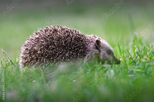Side view of a European hedgehog walking on the green grass with a nice blur background