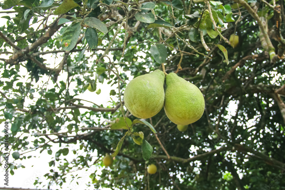 Two pomelo or citrus maxima with green leaves hanging on tree Two pomelo or citrus maxima with green leaves hanging on tree