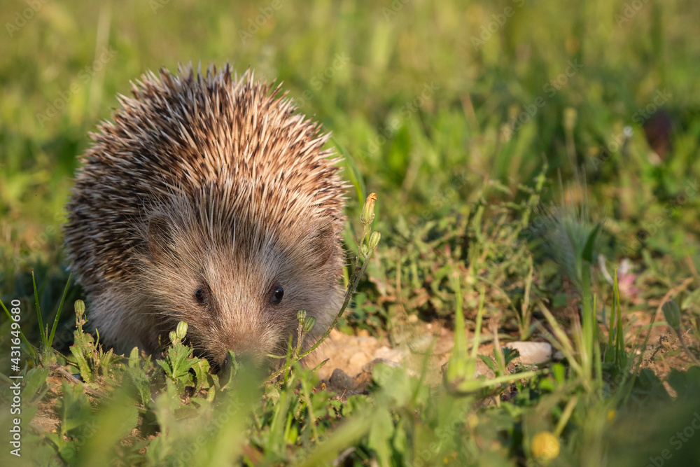 Closeup of a european hedgehog on the grass of a park Closeup of a european hedgehog on the grass of a park