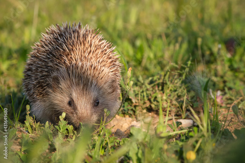 Closeup of a european hedgehog on the grass of a park
