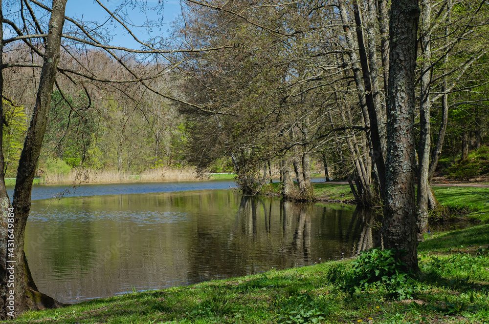Bäume-Bruderbäume