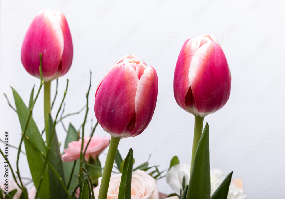Fototapeta premium floristic bouquet of roses, carnations and tulips flowers