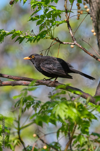 Blackbird with orange beak on tree branch, nice blur