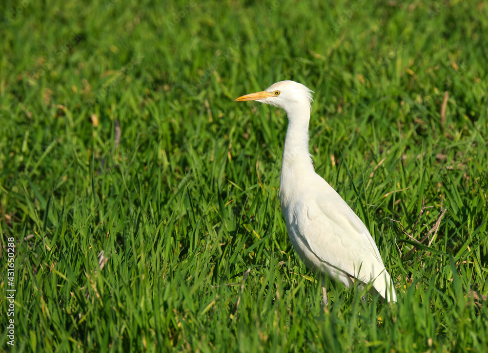 Fototapeta premium Close-up Of Cattle Egret On Plants