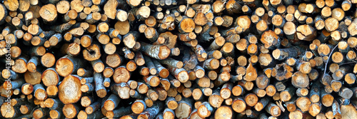 Logging industry. cut trees are stacked. logs before sawing into boards. tree cut panorama  banner