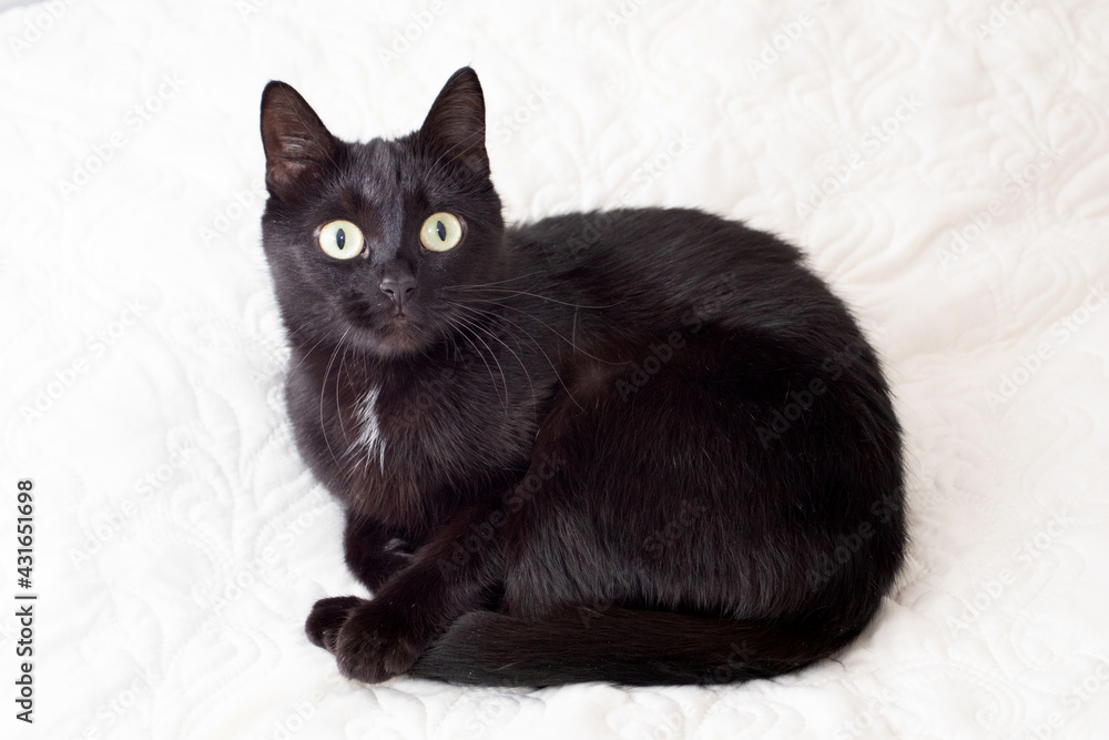 The black cat with yellow eyes lies on a white sofa.