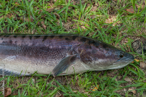 Freshwater sports fishing species / Toman aka Giant Snakehead / When hooked, they put up a strong fight and known for their powerful run, ambush predator fish with very powerful bite
