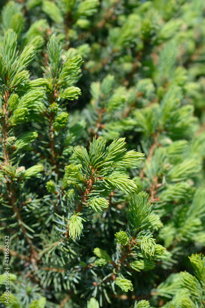 White spruce Sanders Blue White spruce Sanders Blue