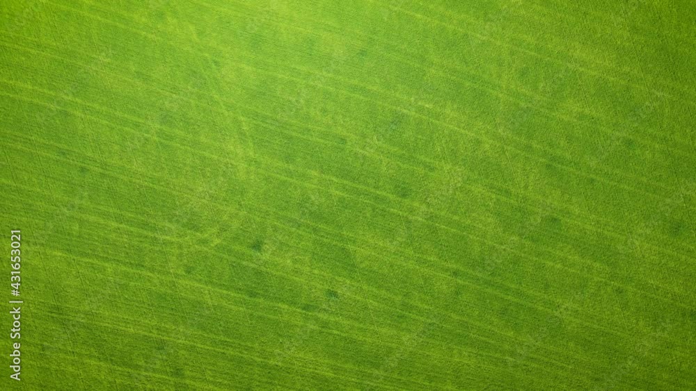 Aerial view drone camera flight over green corn field. Agriculture food production, plantation from up above, top view crop lines texture. Concept of work in agronomic farm for making business and Aerial view drone camera flight over green corn field. Agriculture food production, plantation from up above, top view crop lines texture. Concept of work in agronomic farm for making business and