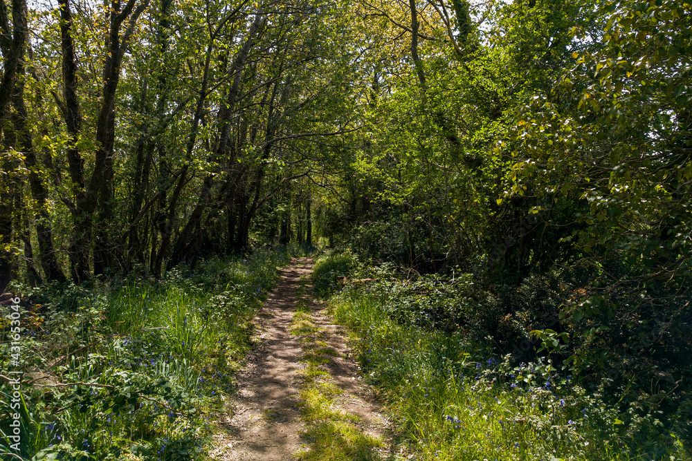 Fototapeta premium chemin étroit dans le bocage mayennais