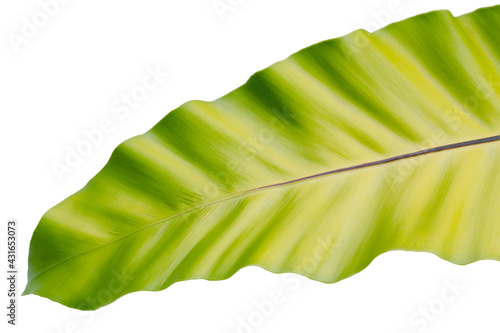 green leaf isolated on white background. Components of art design work.