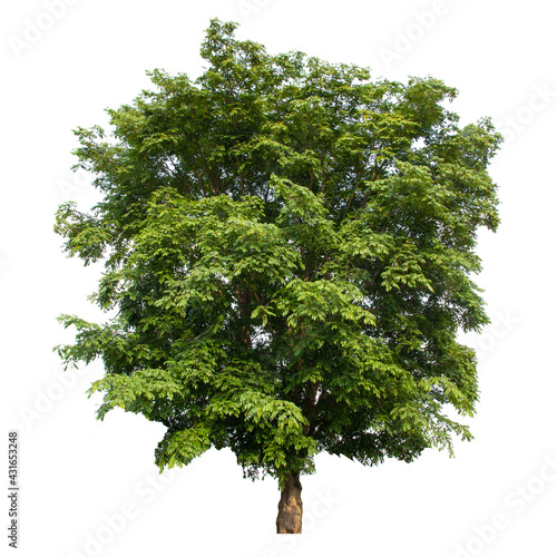Tree isolate on white background with clipping path.