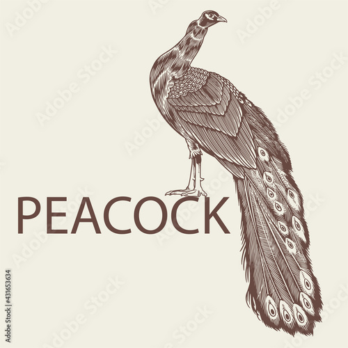 Hand drawn Peacock. Large beauty bird sketch artwork in vintage style design element for logo, textile, print and other uses. Vector antique engraving drawing illustration of peacock isolated