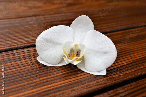 white orchid on wooden background