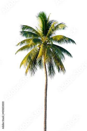coconut leaves on white for background, Palm leaves tree for the garden decoration illustrations