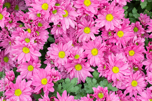 pink flowers background © saranyoo