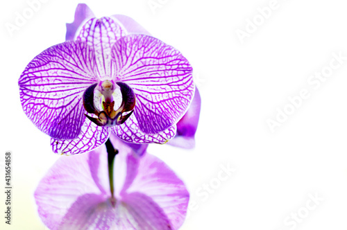 Purple phalaenopsis, phalaenopsis or falach orchid flower on white background. On the left are phalaenopsis flowers with purple veins. Selective focus. There is a place for your text.