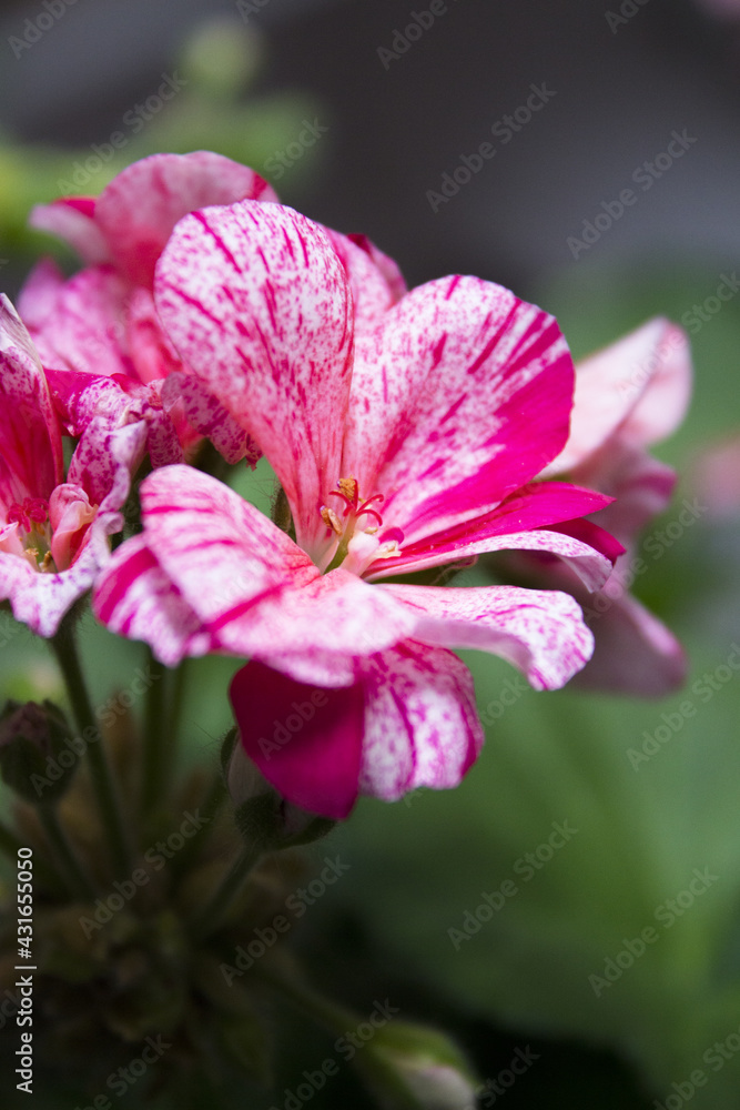 Naklejka premium Geranium flower in white and pink colors