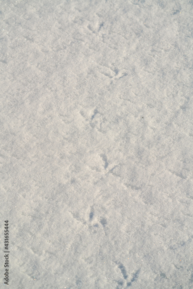 Obraz premium the tracks from a black grouse in the courtship on the snow