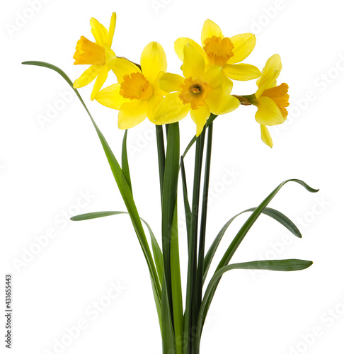 Fototapeta Naklejka Na Ścianę i Meble -  Beautiful blooming yellow daffodils on white background
