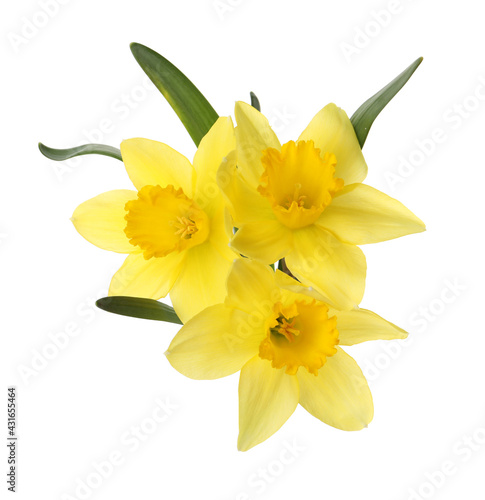 Canvas Print Beautiful blooming yellow daffodils on white background