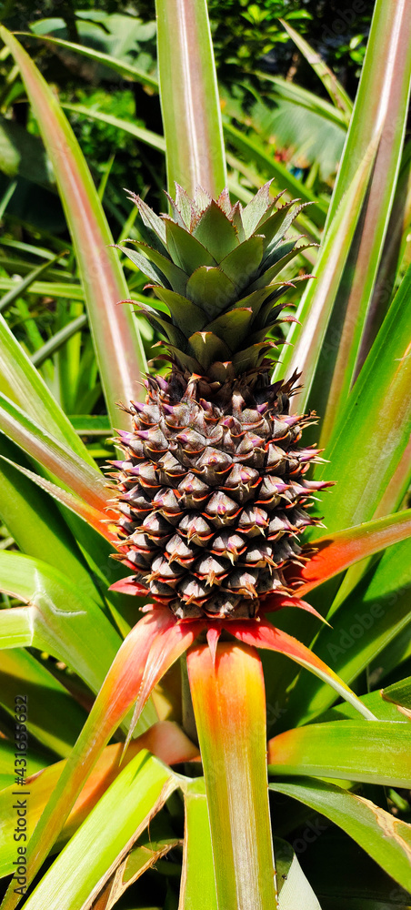 Young fresh pineapple growing in the Philippines Young fresh pineapple growing in the Philippines