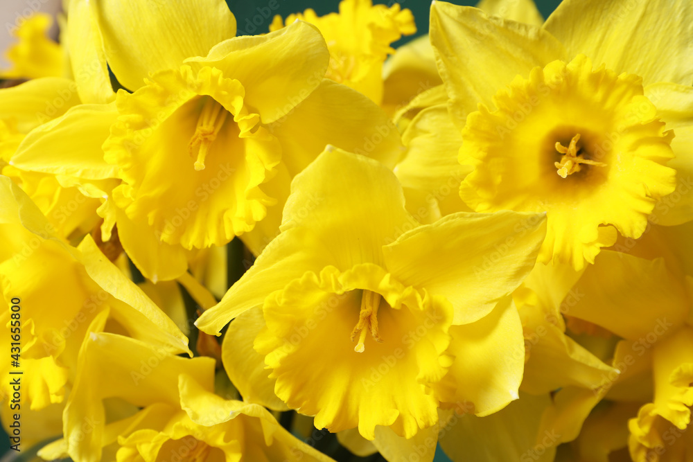 Beautiful daffodils as background, closeup. Fresh spring flowers Beautiful daffodils as background, closeup. Fresh spring flowers
