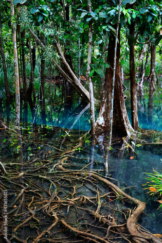 natural blue pond in the middle of mangrove forest