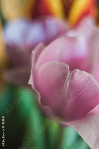 Fototapeta Naklejka Na Ścianę i Meble -  tulip macro