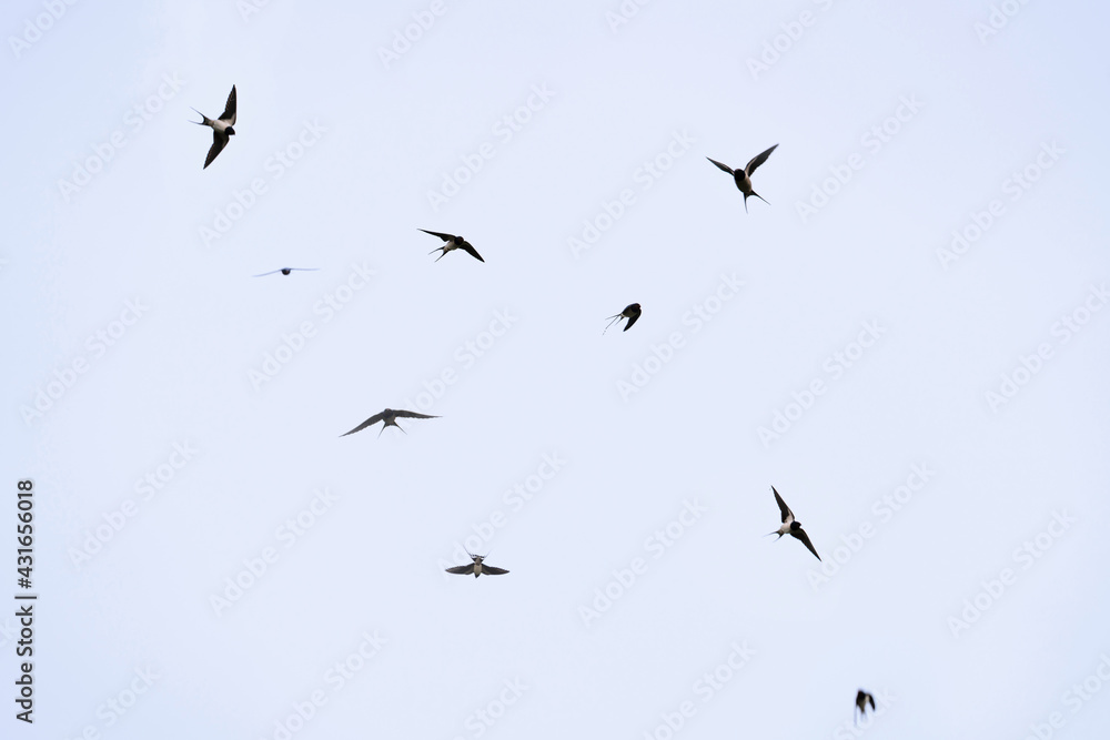 Fototapeta premium a group of flying swallows in the air in spring