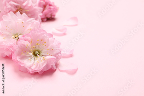 Beautiful sakura tree blossoms on pink background, closeup. Space for text © New Africa