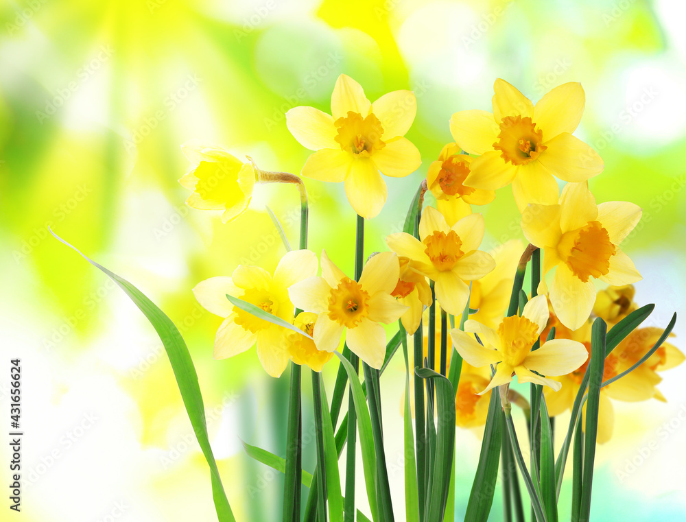 Obraz premium Beautiful blooming yellow daffodils outdoors on sunny day