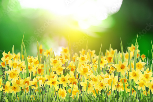 Beautiful blooming yellow daffodils outdoors on sunny day