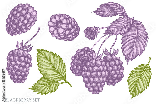 Vector set of hand drawn pastel blackberry