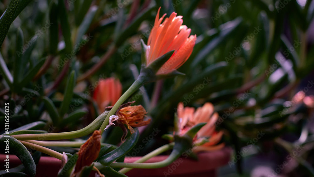 Close up of orange flowers of carpobrotus edulis a succulent flowering plant.