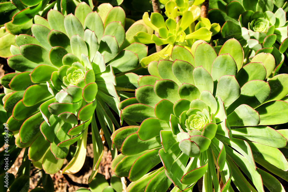 Tree aeonium, aeonium arboreum succulent plant under the sun Tree aeonium, aeonium arboreum succulent plant under the sun