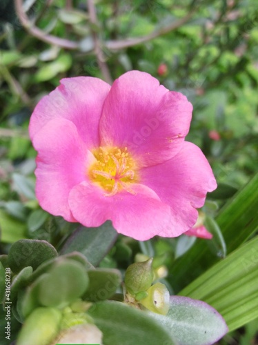 pink and yellow flower