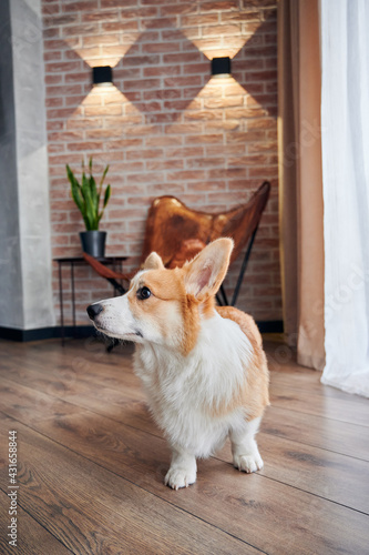 Cute Pembroke Welsh Corgi standing on wooden floor and looking at something with curiosity. Adorable red and white dog standing on parquet in apartment. Concept of pets.