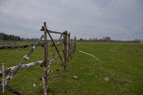 A corral for horses made of birch logs in a field .