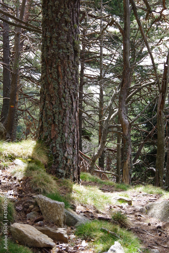 Sentier de randonnée en forêt et balisage en sous bois Sentier de randonnée en forêt et balisage en sous bois