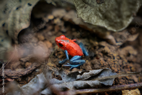 Poison Dart Frog in Costa Rica