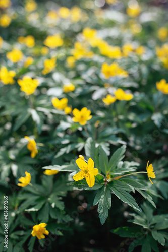 Beautiful yellow flowers in a spring forest. © Inna
