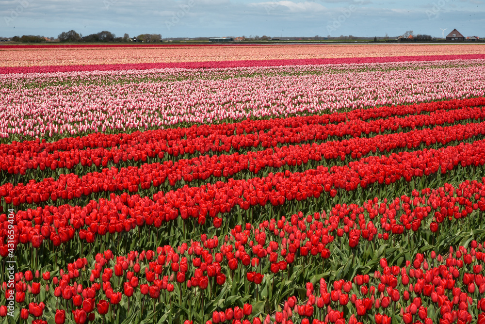 A blooming field of red tulips, in different shades,  near Julianadorp, the Netherlands.