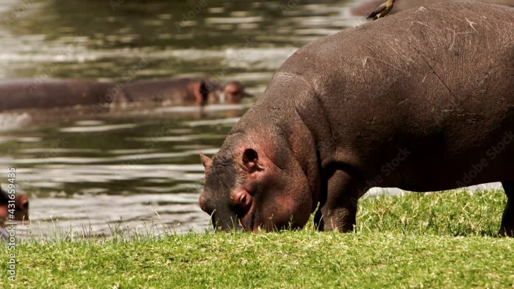 A large hippo (Hippopotamus amphibius) walking around a river bank and eating grass. There is a small red-billed oxpecker (Buphagus erythrorynchus) eating off of the back of the brown Hippo. A large hippo (Hippopotamus amphibius) walking around a river bank and eating grass. There is a small red-billed oxpecker (Buphagus erythrorynchus) eating off of the back of the brown Hippo.