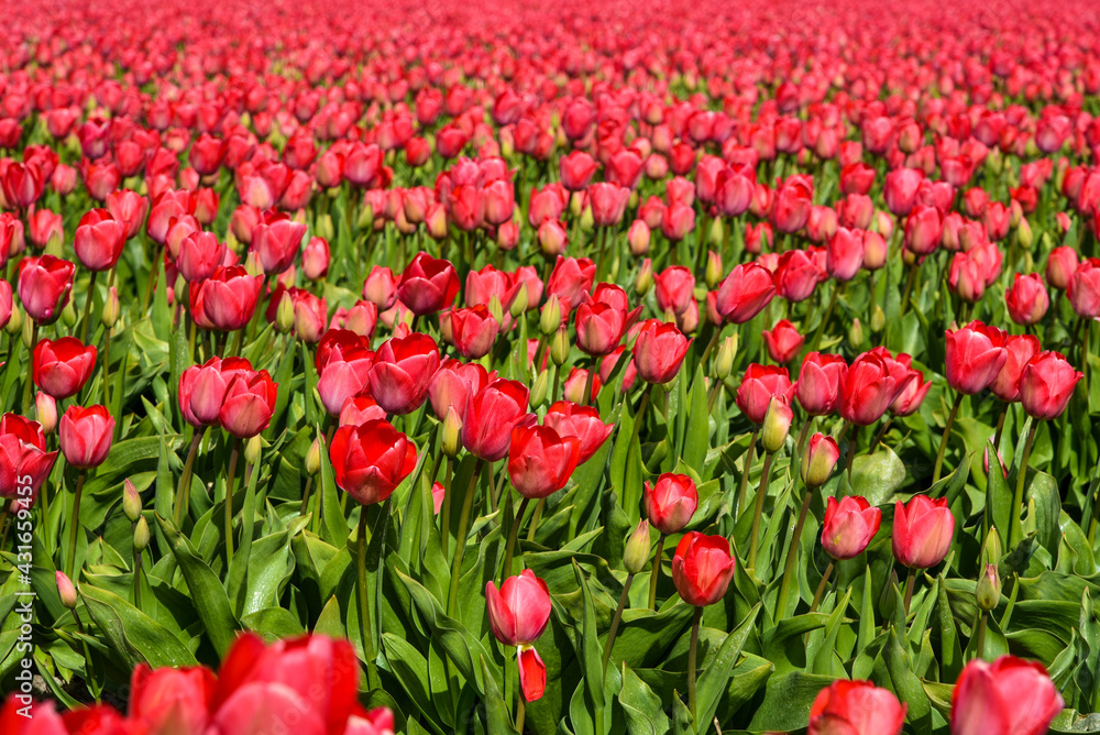 A blooming field of red tulips near Julianadorp, the Netherlands.